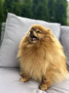 Prodej trpasličí špic Pomeranian fenka
