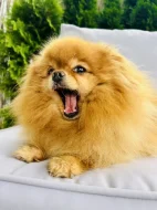 Prodej trpasličí špic Pomeranian fenka