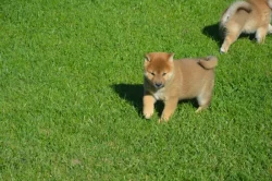 Shiba inu