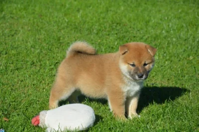 Shiba inu