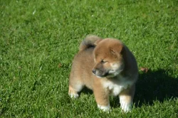 Shiba inu