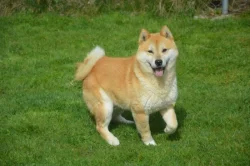 Shiba inu