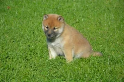 Shiba inu