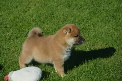 Shiba inu