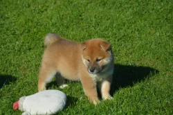 Shiba inu