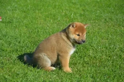 Shiba inu