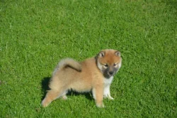 Shiba inu