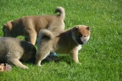 Shiba inu