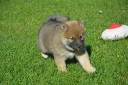 Shiba inu
