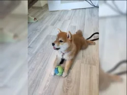 Shiba Inu štěňata s PP