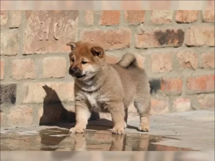 Shiba Inu štěňata s PP