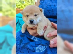 Shiba Inu štěňata s PP