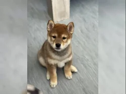 Shiba Inu štěňata s PP