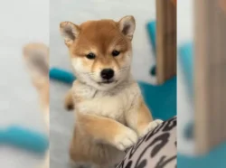 Shiba Inu štěňata s PP
