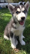 Sibiřský husky štěňátka