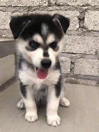 Sibiřský husky štěňátka