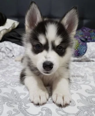 Sibiřský husky štěňátka