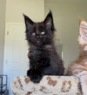 2 krásne mačiatka plemena Maine Coon