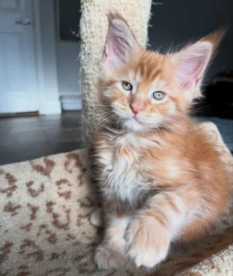 2 krásne mačiatka plemena Maine Coon