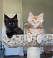 2 krásne mačiatka plemena Maine Coon
