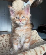 2 krásne mačiatka plemena Maine Coon