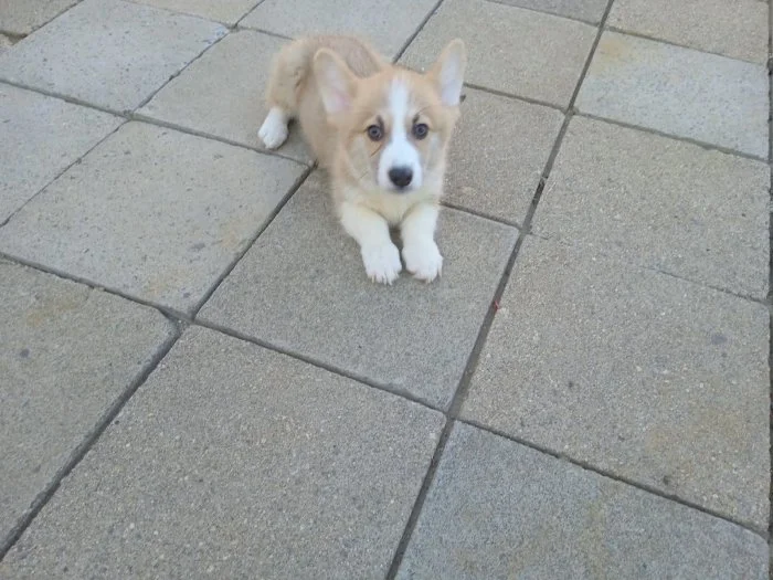 Welsh Corgi