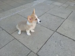 Welsh Corgi