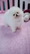 Německý špic trpasličí štěňata