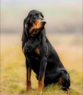 Black and Tan Coonhound