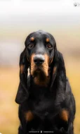 Black and Tan Coonhound