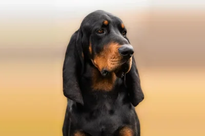 Black and Tan Coonhound