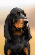Black and Tan Coonhound