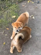Shiba Inu štěňata k odběru