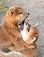 Shiba Inu štěňata k odběru