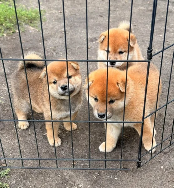 Shiba Inu štěňata k odběru