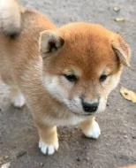 Shiba Inu štěňata k odběru