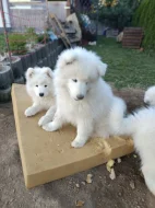 SAMOJED - štěňata s PP