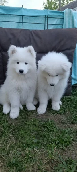 SAMOJED - štěňata s PP