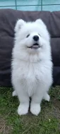 SAMOJED - štěňata s PP