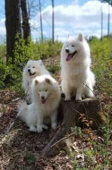 SAMOJED - štěňata s PP