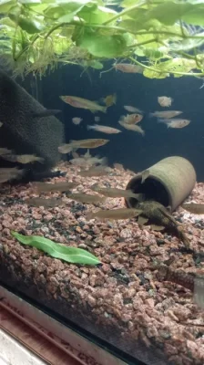 Polozobánka - Nomorhamphus celebensis