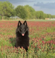 Belgický ovčák Groenendael - pes