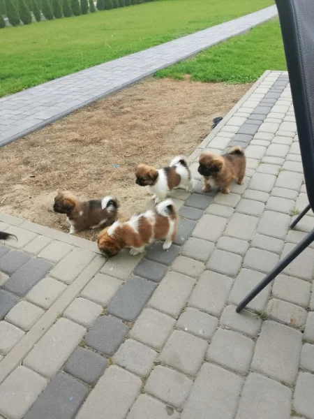 Pekingský palácový psík štěňátka