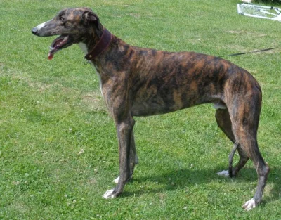 Anglický chrt /Greyhound/ - štěňata s PP