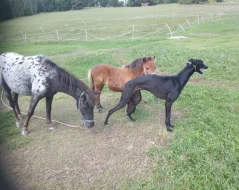 Anglický chrt /Greyhound/ - štěňata s PP