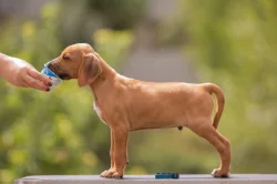 Rhod. ridgeback chlapecek s PP-odber IHNED!