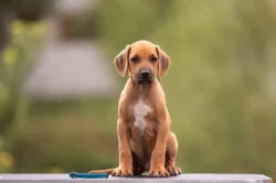 Rhod. ridgeback chlapecek s PP-odber IHNED!