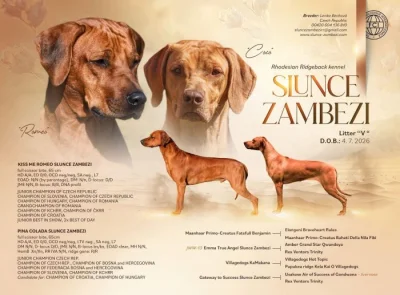 Rhod. ridgeback chlapecek s PP-odber IHNED!