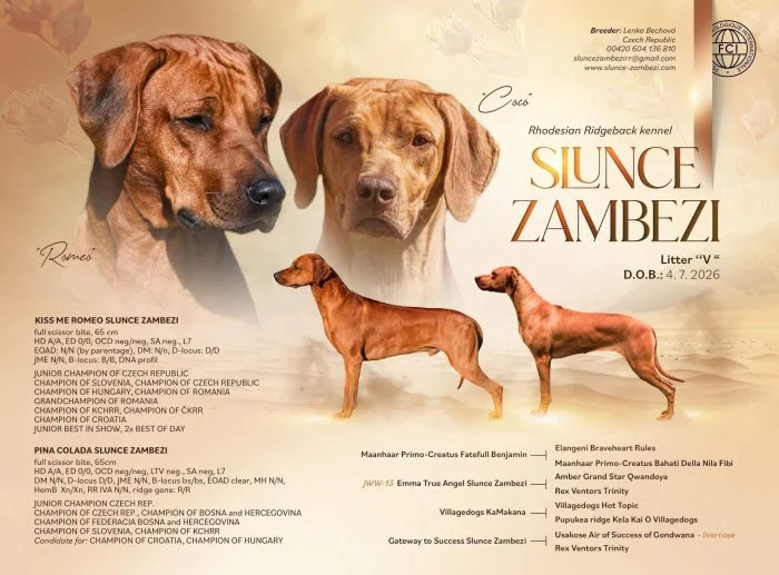 Rhod. ridgeback chlapecek s PP-odber IHNED!