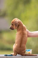 Rhod. ridgeback chlapecek s PP-odber IHNED!